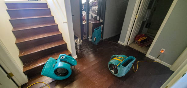 Best Mold removal after water damage  in Banks Springs, LA